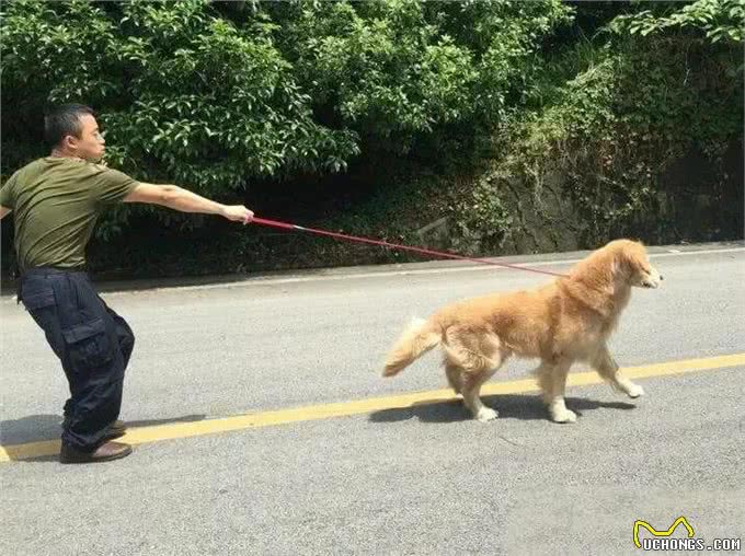 狗保护主人的6个举动，说明它很爱你!