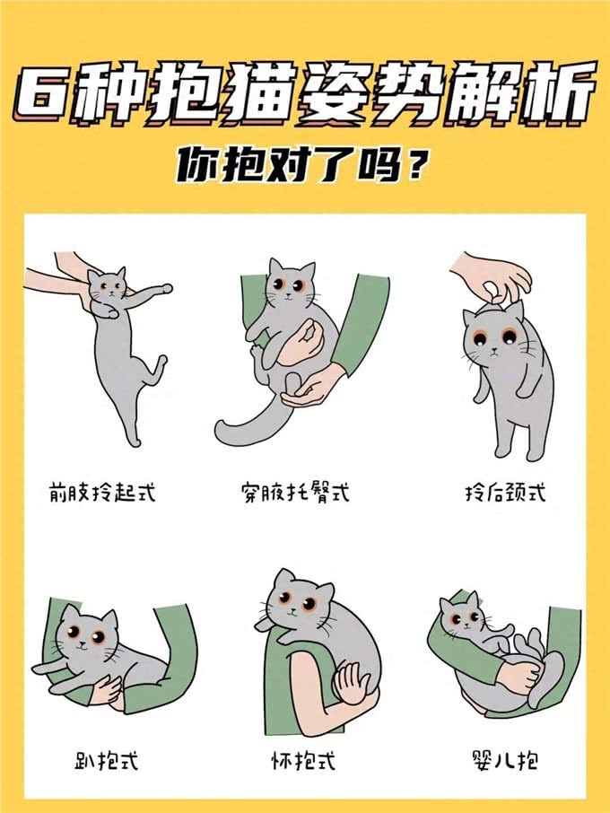 6种抱猫姿势解析，看看你抱对了吗?
