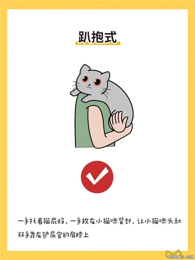 6种抱猫姿势解析，看看你抱对了吗?