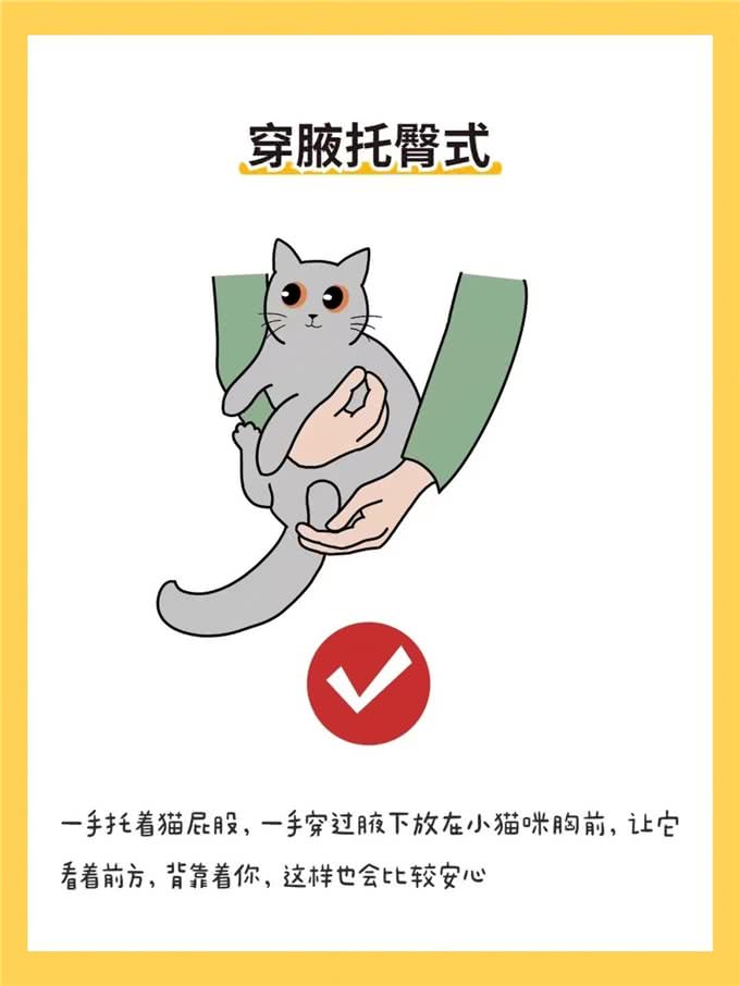 6种抱猫姿势解析，看看你抱对了吗?