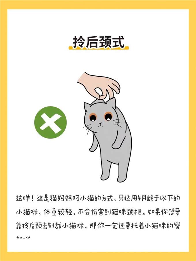 6种抱猫姿势解析，看看你抱对了吗?