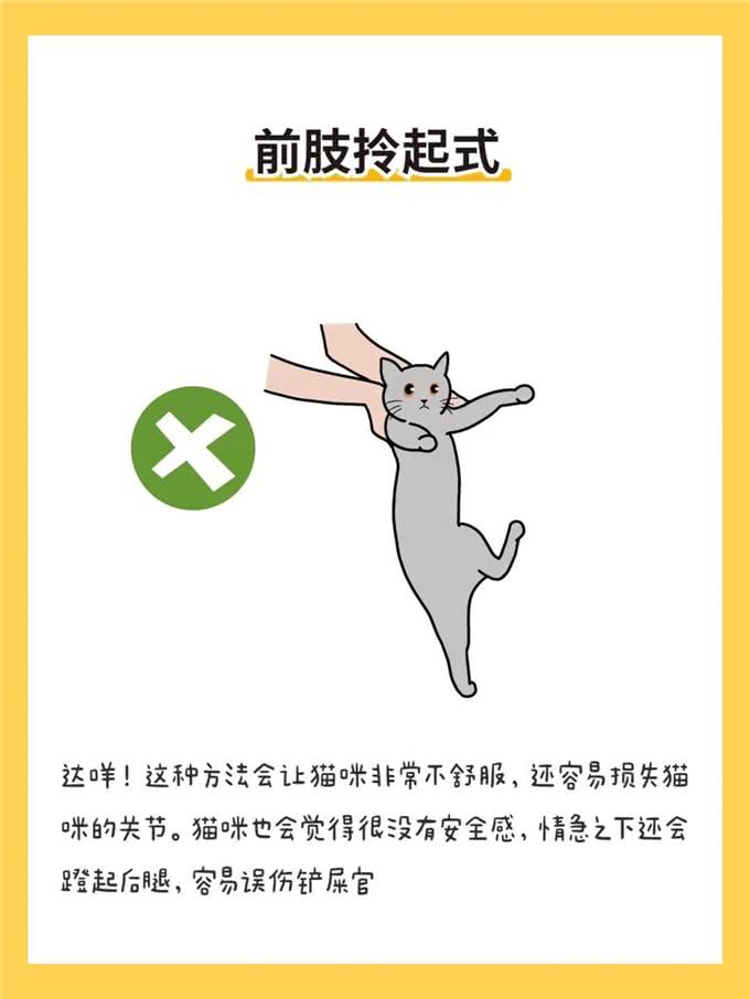 6种抱猫姿势解析，看看你抱对了吗?