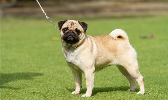 世界上十大最安静的犬类排名