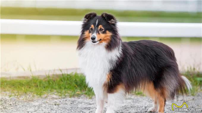世界上十大最安静的犬类排名