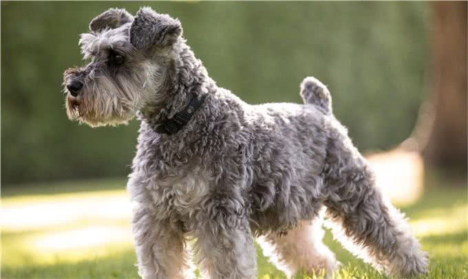 世界上十大最安静的犬类排名
