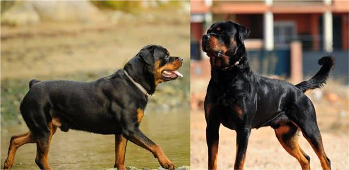 世界上十大最安静的犬类排名