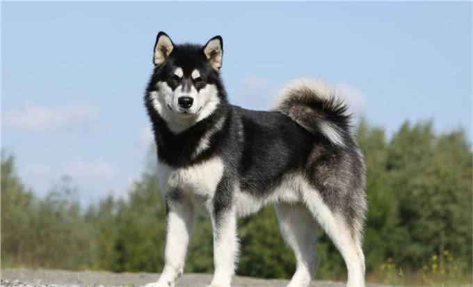 世界上十大最安静的犬类排名