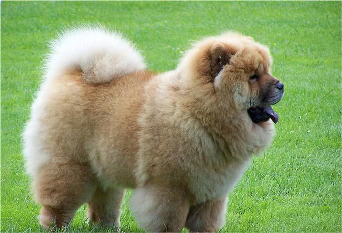 世界上十大最安静的犬类排名
