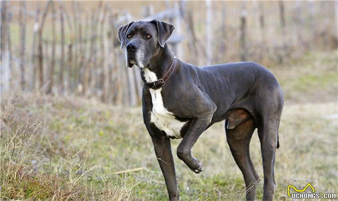 世界上十大最安静的犬类排名