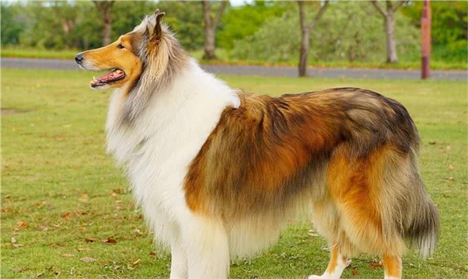 世界上十大最安静的犬类排名