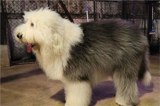 世界上十大最安静的犬类排名