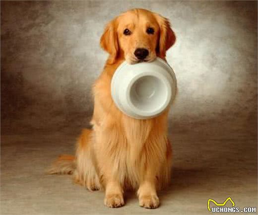 金毛是很暖，但不能接受这6大缺点，最好还是别养!