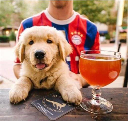 金毛是很暖，但不能接受这6大缺点，最好还是别养!