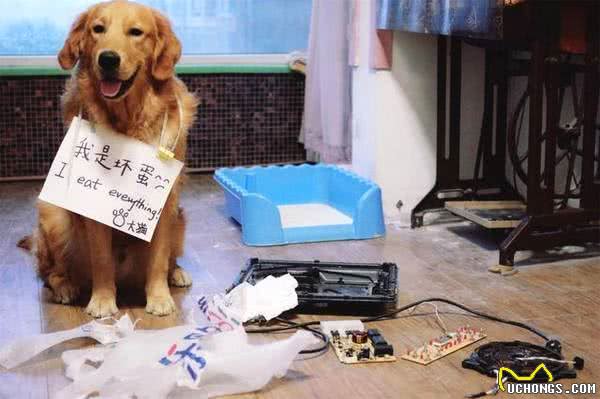 金毛是很暖，但不能接受这6大缺点，最好还是别养!