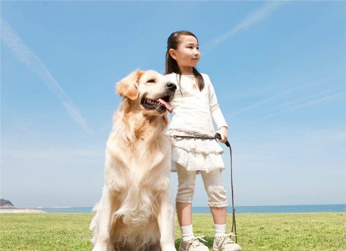 金毛是很暖,但不能接受这6大缺点,最好还是别养!