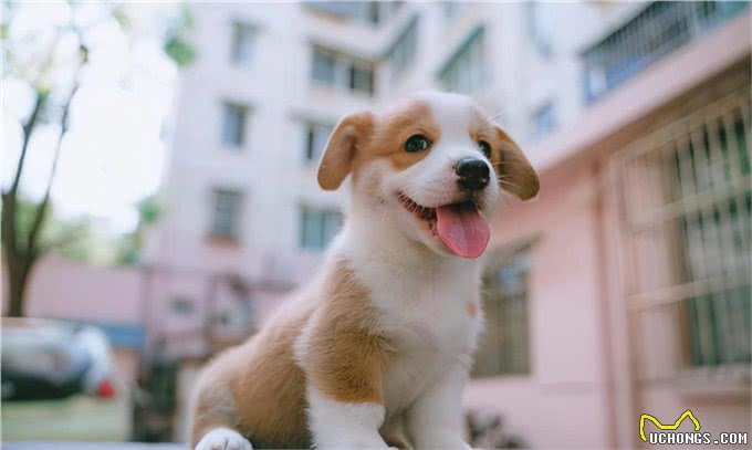 出生一个月的小狗吃什么好