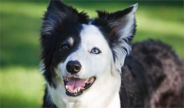 边境牧羊犬，你真的了解吗?