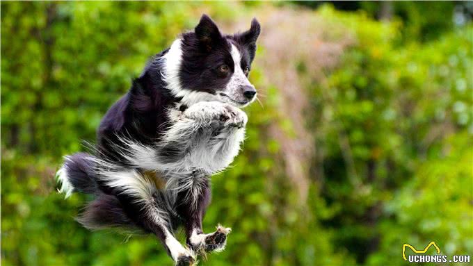 边境牧羊犬，你真的了解吗?
