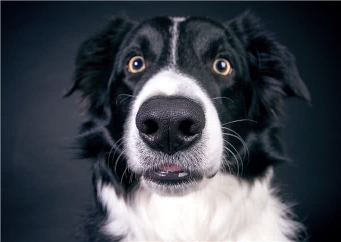 边境牧羊犬，你真的了解吗?