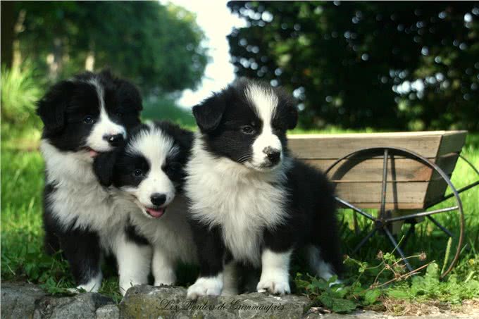 边境牧羊犬，你真的了解吗?