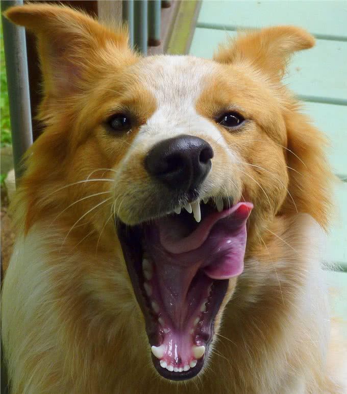 边境牧羊犬，你真的了解吗?