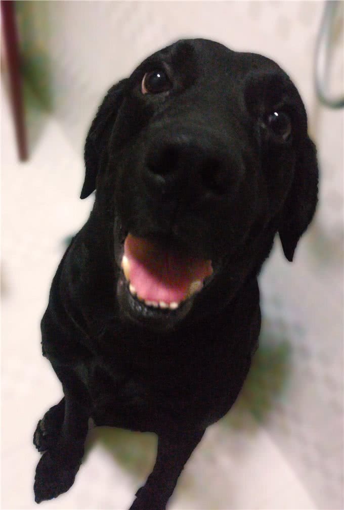 边境牧羊犬，你真的了解吗?