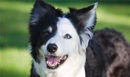 边境牧羊犬，你真的了解吗?