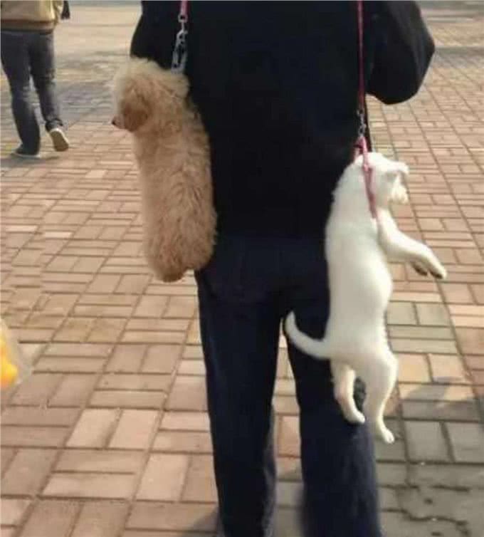 狗狗日常活动需要注意的五点要求，铲屎官们还不进来看看