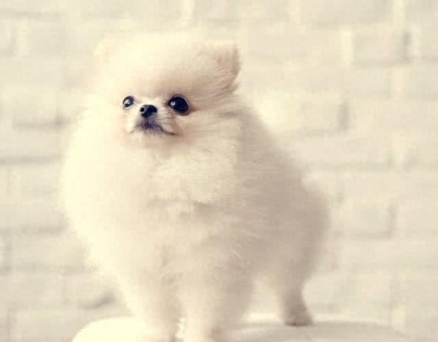 博美犬的优缺点及性格