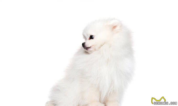 博美犬的优缺点及性格