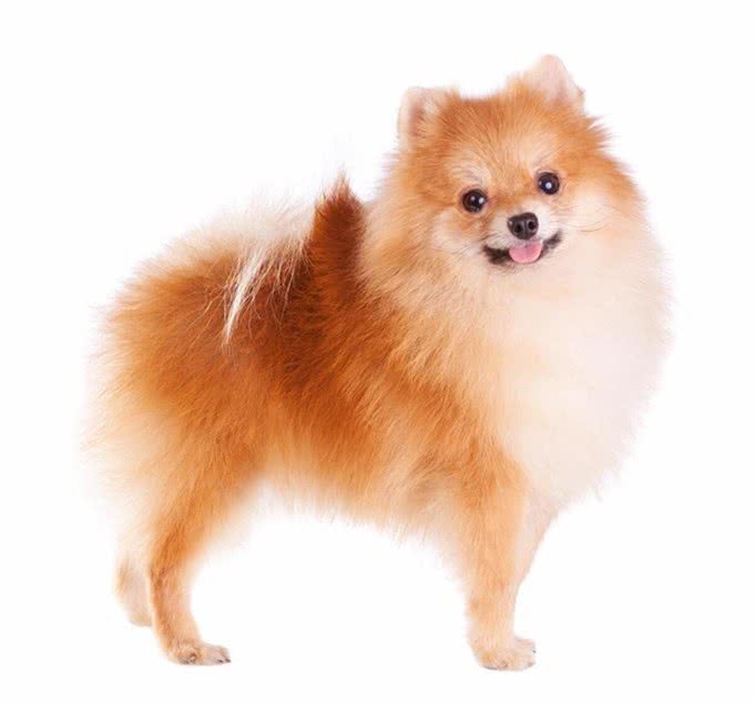 博美犬的优缺点及性格