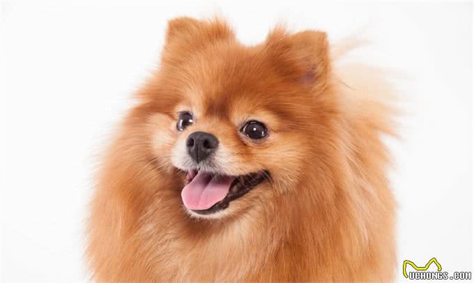博美犬的优缺点及性格