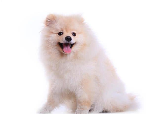 博美犬的优缺点及性格
