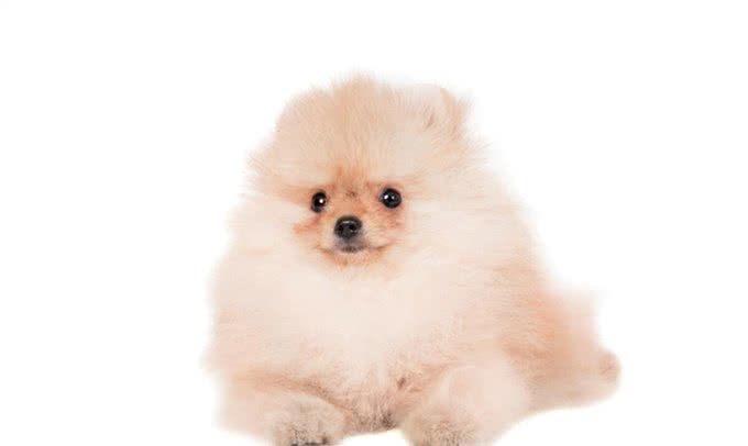 博美犬的优缺点及性格