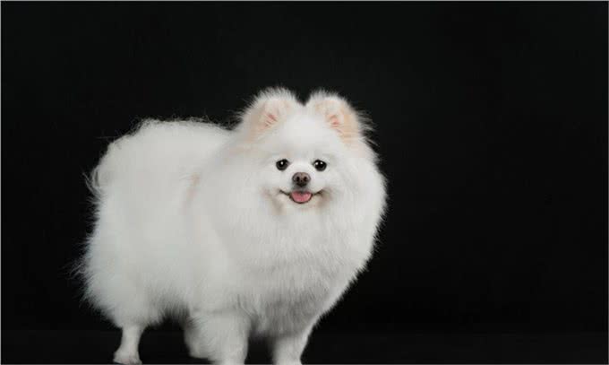 博美犬的优缺点及性格