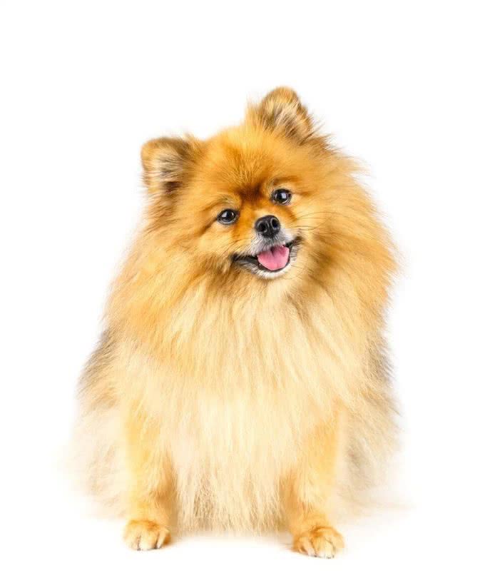 博美犬的优缺点及性格