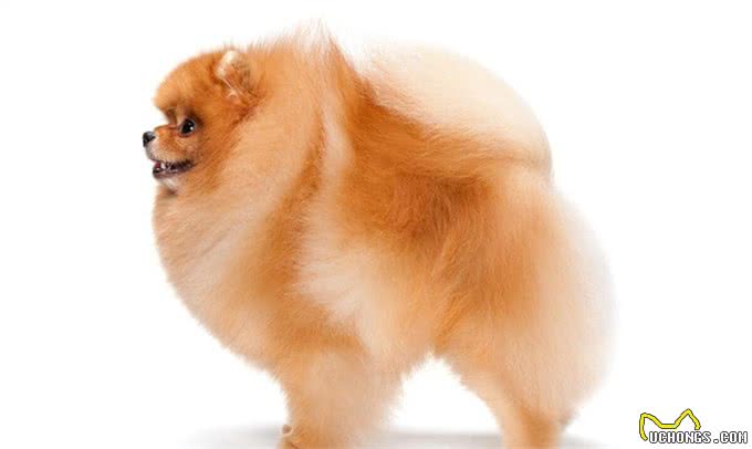 博美犬的优缺点及性格
