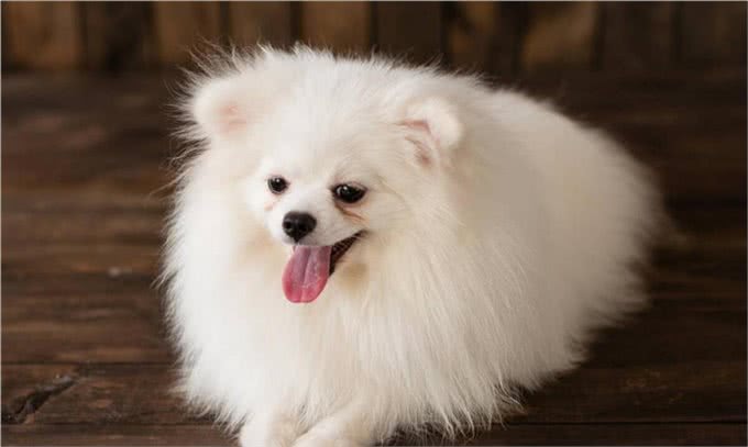 博美犬的优缺点及性格