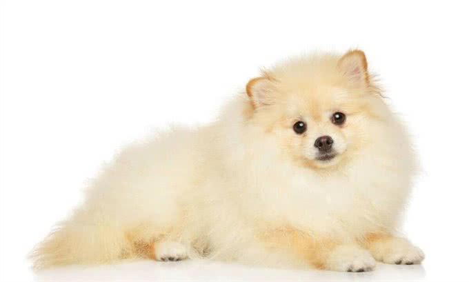 博美犬的优缺点及性格