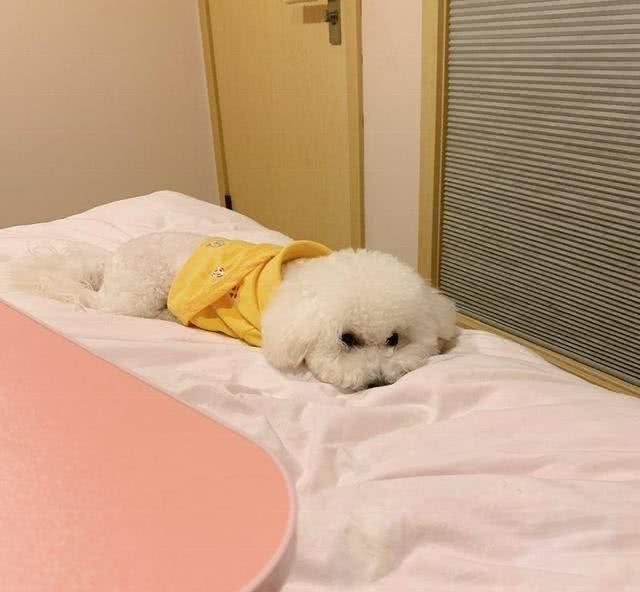 不是所有的狗狗都不怕冷，对待怕冷的狗狗一定要注意这几点
