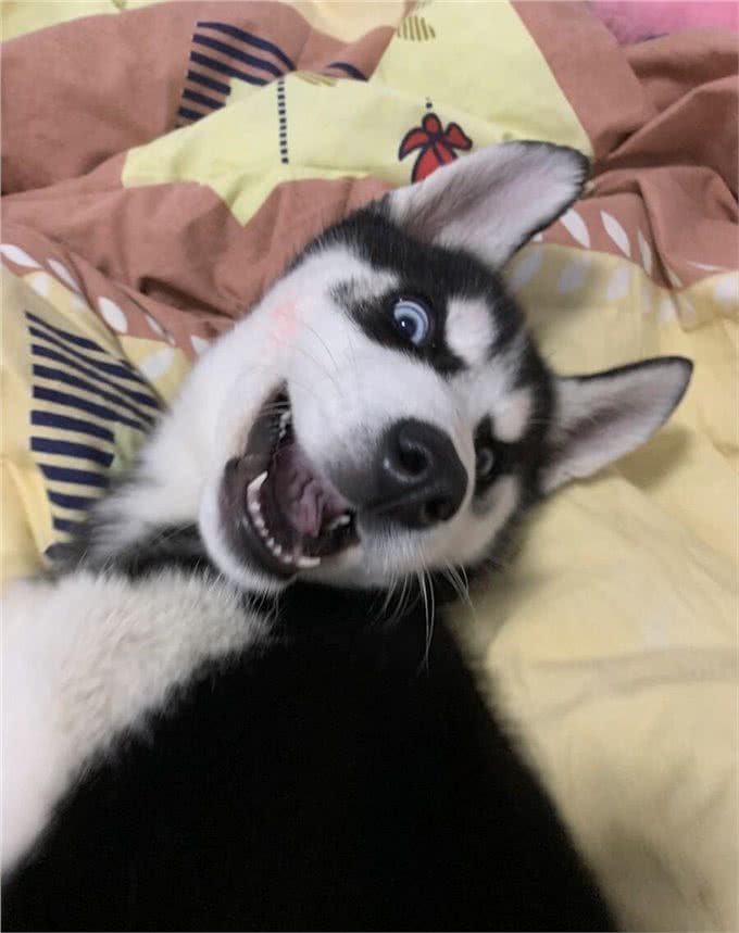 如何训练爱＂拆家＂的狗狗?