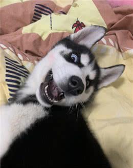如何训练爱＂拆家＂的狗狗?