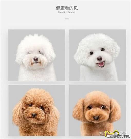 性价比超高的国产狗粮，几款常见国产狗粮的科普，你家狗吃哪款
