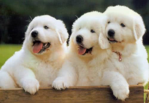 养狗人的几大恶习,相信你也遇到过!