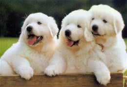 养狗人的几大恶习，相信你也遇到过!