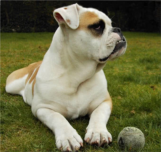 英国斗牛犬其祖先据说是马士提夫獒犬和牛头梗结合繁衍而成