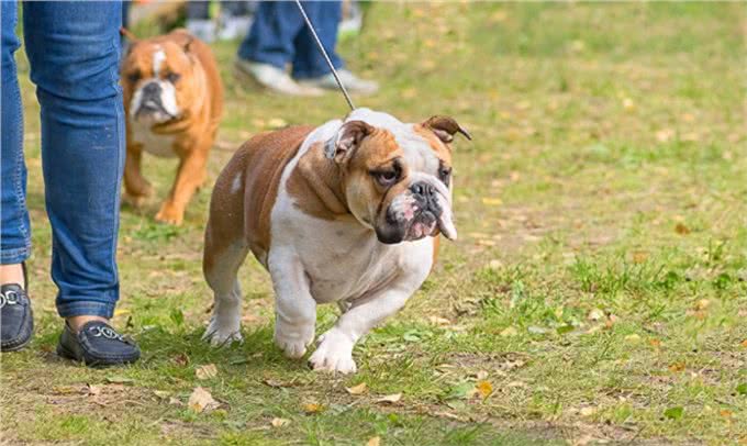 英国斗牛犬其祖先据说是马士提夫獒犬和牛头梗结合繁衍而成