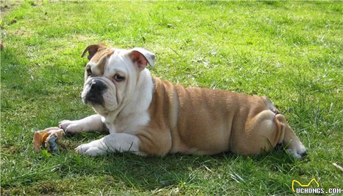 英国斗牛犬其祖先据说是马士提夫獒犬和牛头梗结合繁衍而成