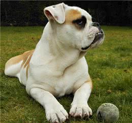 英国斗牛犬其祖先据说是马士提夫獒犬和牛头梗结合繁衍而成