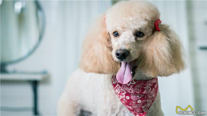 16种低过敏性的狗狗
